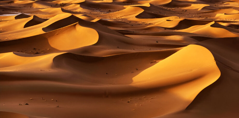A camel caravan moving across the sand dunes of the Sahara Desert.